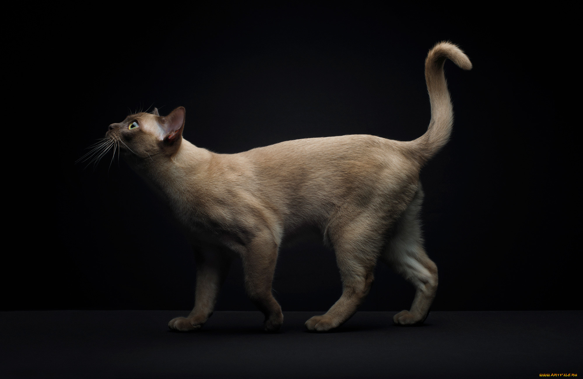 На хвосте каждой кошки. Сиамский ориентальный кот. Египетская Сиамская кошка. Старотипная Сиамская. Хвост кошки.